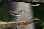 Green Sandpiper