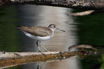 Green Sandpiper