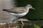 Green Sandpiper