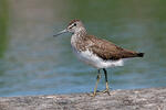 Green Sandpiper