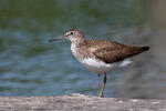 Green Sandpiper