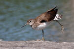 Green Sandpiper