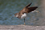 Green Sandpiper