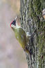 Green Woodpecker