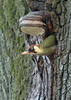 Green Woodpecker