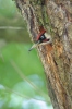 Green Woodpecker