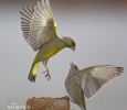 Greenfinch