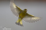 Greenfinch