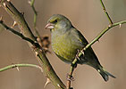 Greenfinch