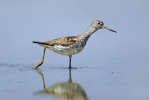 Greenshank