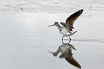 Greenshank