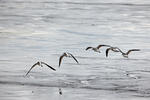 Greenshank