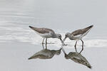 Greenshank