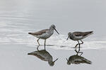 Greenshank