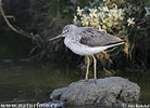 Greenshank