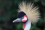 Grey Crowned Crane