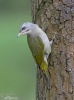 Grey-headed Woodpecker