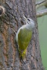 Grey-headed Woodpecker