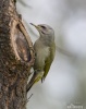 Grey-headed Woodpecker