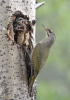 Grey-headed Woodpecker