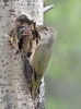 Grey-headed Woodpecker