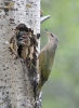 Grey-headed Woodpecker