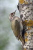 Grey-headed Woodpecker