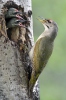 Grey-headed Woodpecker