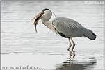 Grey Heron