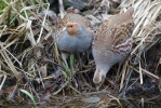 Grey Partridge