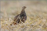 Grey Partridge