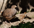 Grey Partridge