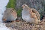 Grey Partridge