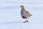 Grey Partridge