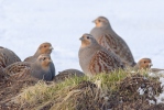 Grey Partridge