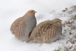 Grey Partridge