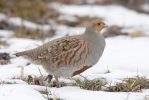 Grey Partridge