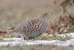 Grey Partridge