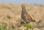 Grey Partridge