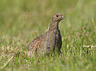 Grey Partridge