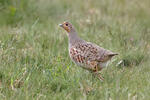 Grey Partridge