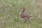 Grey Partridge