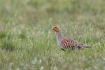 Grey Partridge