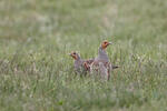 Grey Partridge