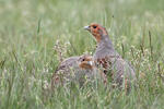 Grey Partridge