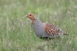 Grey Partridge