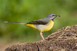 Grey Wagtail