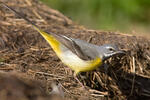 Grey Wagtail