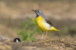 Grey Wagtail