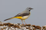 Grey Wagtail